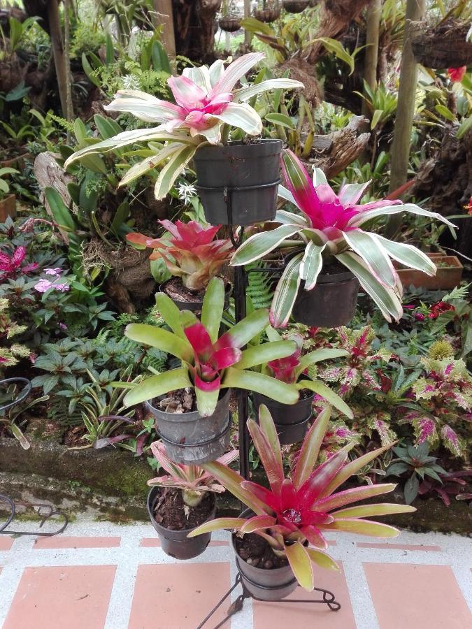 Mi Jardin Encantado Villa Buitenkant foto