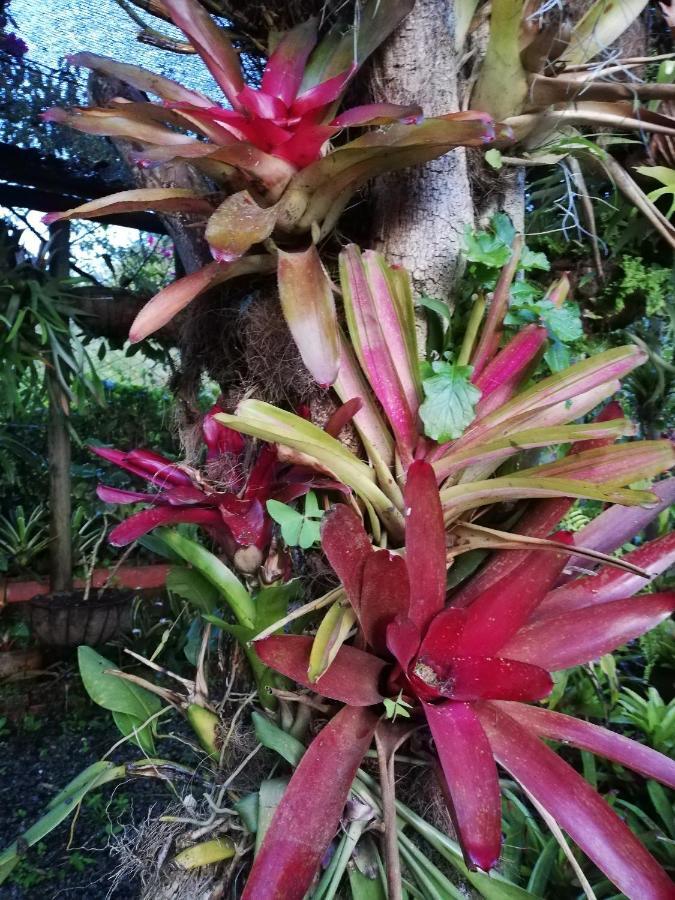 Mi Jardin Encantado Villa Buitenkant foto